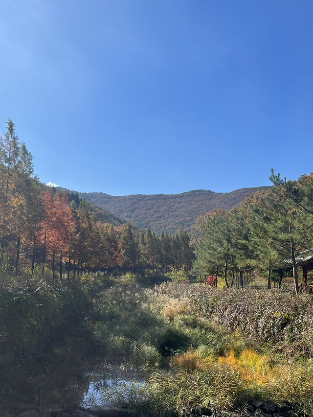 보령 무궁화수목원, 단풍이 물든 가을 명소
