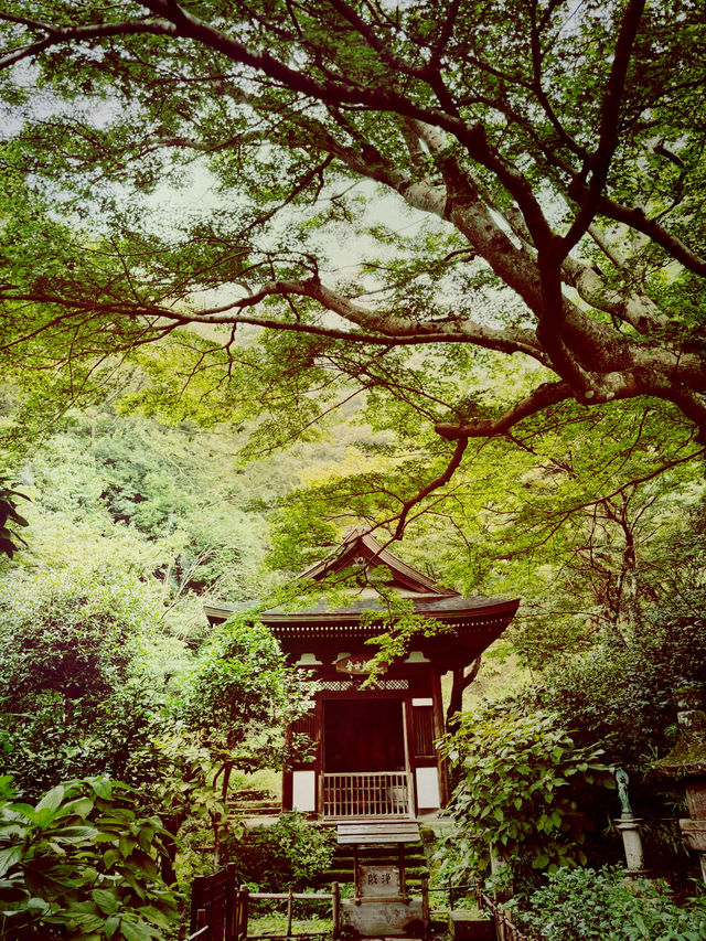  【神奈川県　北鎌倉の円覚寺でメディテーションと芥川文学の世界観に浸るひと時】