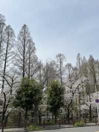 🌸 大阪毛馬櫻之宮公園：櫻花下的夢幻之旅 🌸