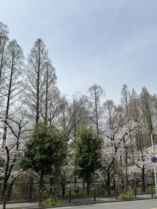 🌸 大阪毛馬櫻之宮公園：櫻花下的夢幻之旅 🌸
