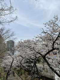 🌸 大阪毛馬櫻之宮公園：櫻花下的夢幻之旅 🌸