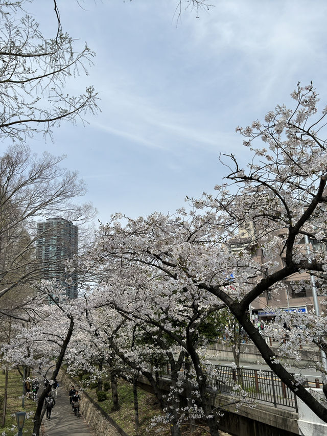 🌸 大阪毛馬櫻之宮公園：櫻花下的夢幻之旅 🌸