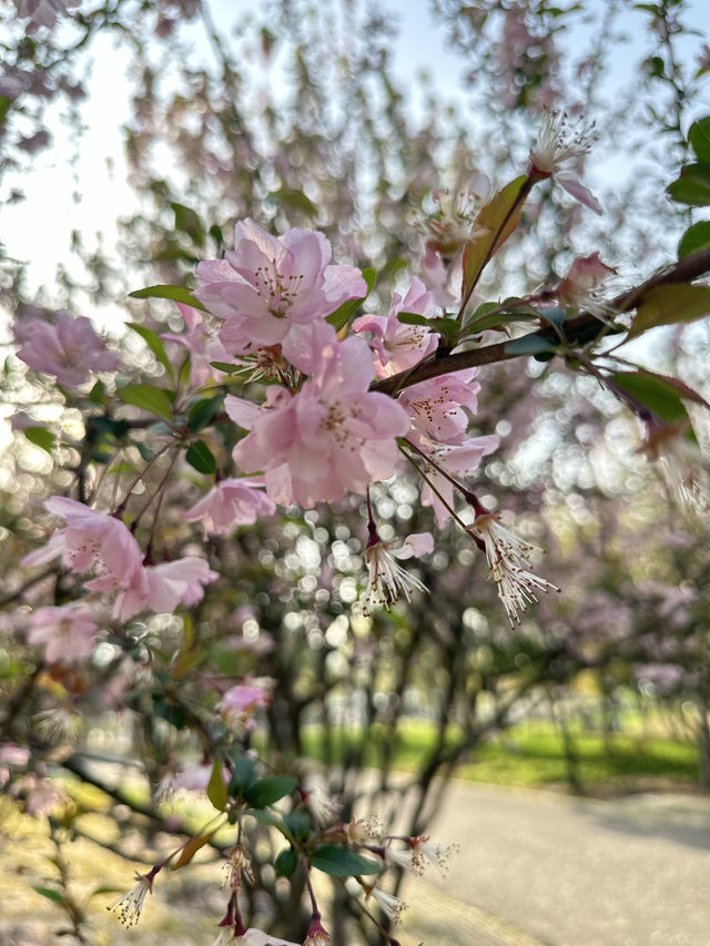 不是在日本🇯🇵而是在武漢 不用出國看櫻花🌸