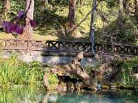 Alishan Adventure: A Journey Through Time and Nature 🏔️🤩