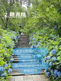 鎌倉紫陽花スポット3選