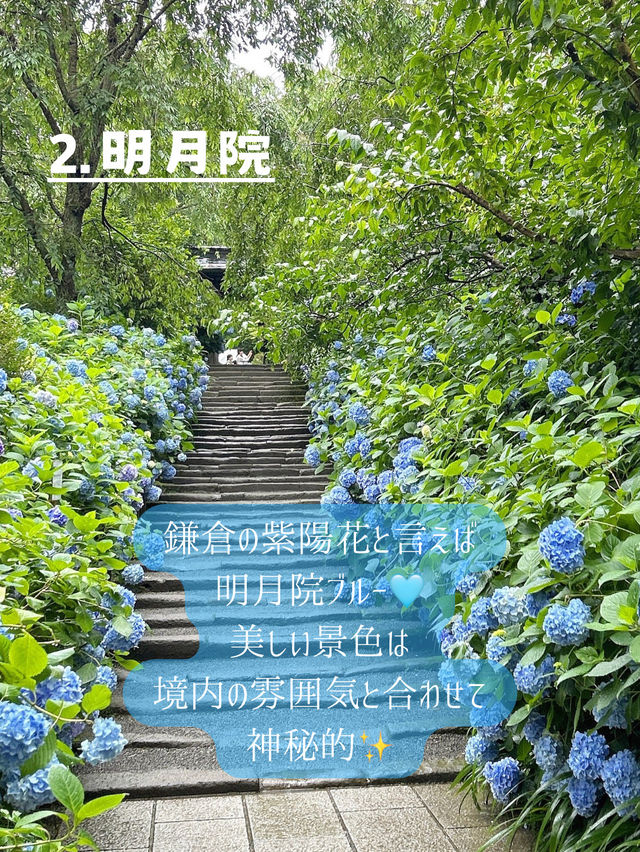 鎌倉紫陽花スポット3選