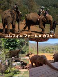 チェンマイ🇹🇭🐘と触れ合えるcafe