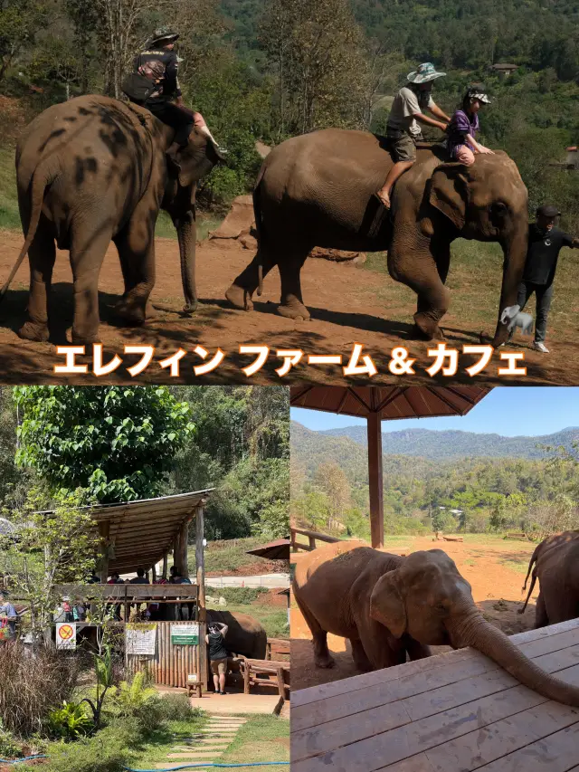 チェンマイ🇹🇭🐘と触れ合えるcafe