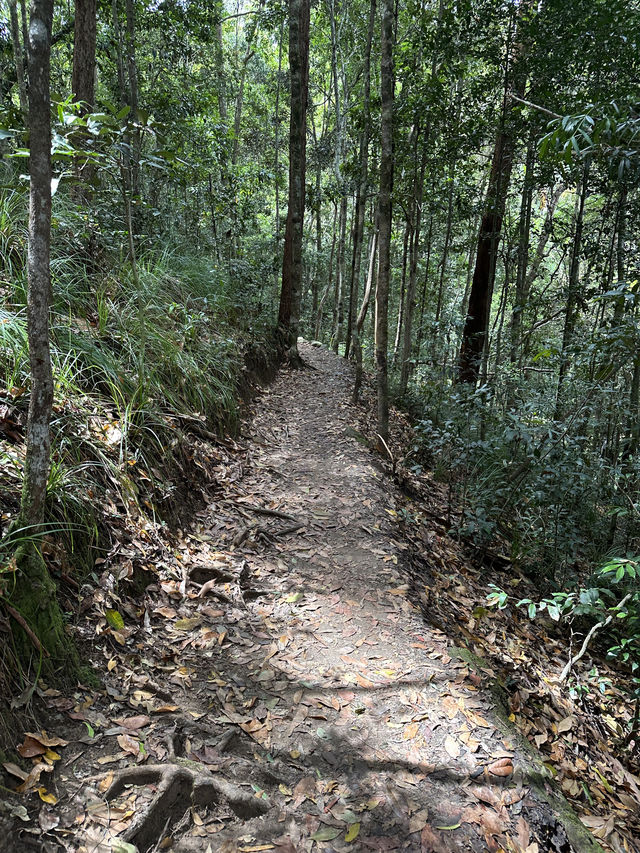 布里斯本 近郊森林瀑布Buderim Forest Park玩水 + 陽光海岸Sunshine Coast (老人版黃金海岸)一日遊