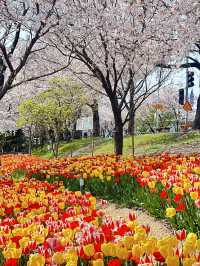 韓國🇰🇷 釜山 三樂生態公園賞櫻🌸