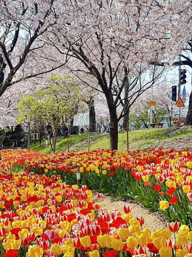 韓國🇰🇷 釜山 三樂生態公園賞櫻🌸