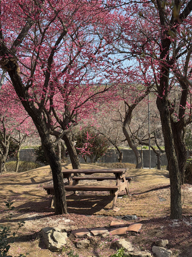 순천 매화 여행코스 추천🌸 하루 만에 다 갈 수 있어요💖