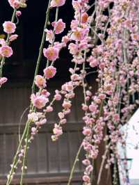 🌸 Sakura Blooming at Yoyogi Park 🌸