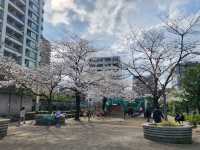 目黒川の桜が彩る春の散歩道、訪れるべき絶景スポット