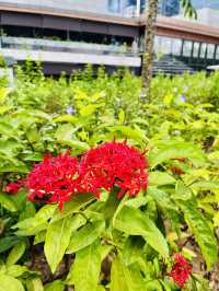 Rooftop Garden TRX: Spring Bloom Haven