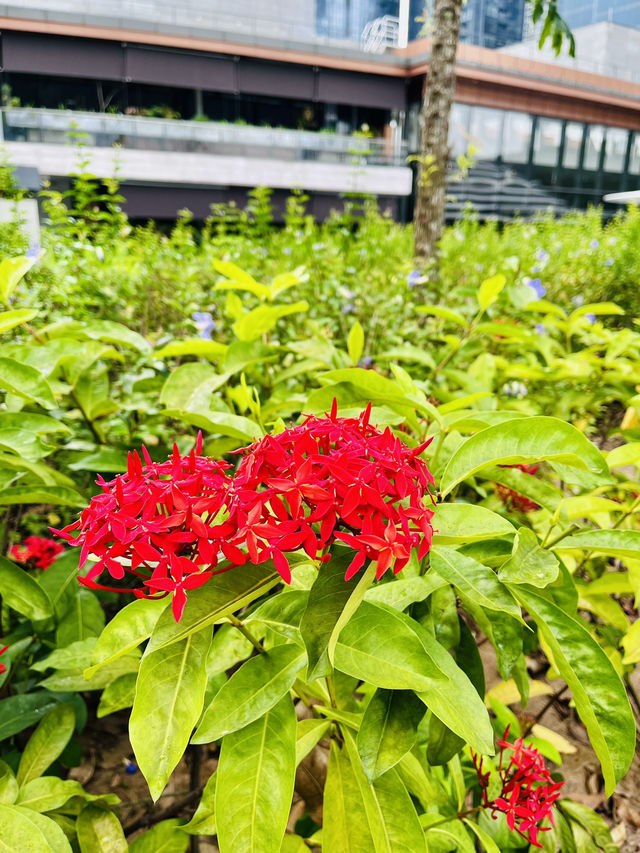 Rooftop Garden TRX: Spring Bloom Haven