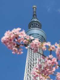 Chasing Sakura at Tokyo Skytree