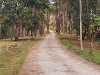 ลานกางเต็นท์กลางป่าสน “สวนป่าดอยบ่อหลวง”