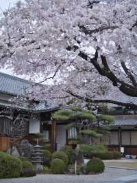 【愛知】行かなきゃ損‼️カメラ好きの憧れ✨額縁みたいな絶景🌸