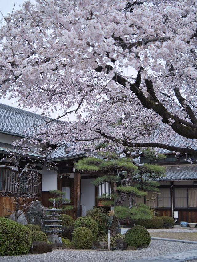 【愛知】行かなきゃ損‼️カメラ好きの憧れ✨額縁みたいな絶景🌸