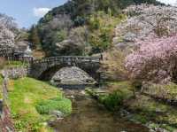 Chasing Sakura at Little Kyoto of Chikuzen