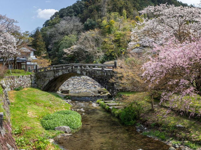 Chasing Sakura at Little Kyoto of Chikuzen