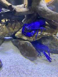 とても楽しい水族館