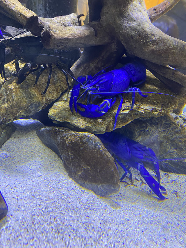 とても楽しい水族館