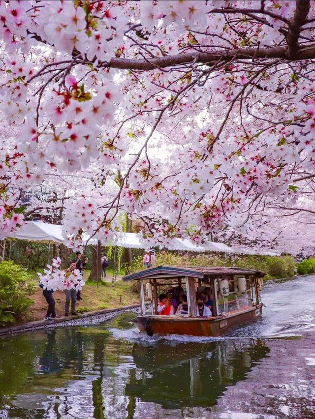 Chasing Sakura at Kyoto Fushimi Jikkoku Bune