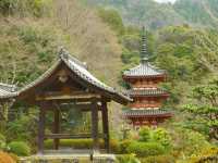 【京都】知る人ぞ知るしだれ梅の梅園！京都宇治「三室戸寺」