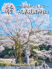 【岐阜】桜と岐阜城のコラボが最高！護國神社で歴史を感じるお花見！