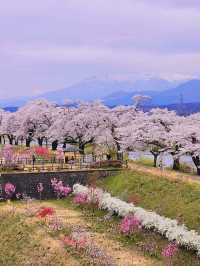 Chasing Sakura at Shibata River Park