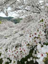【広島、佐木島】千本桜🌸山いっぱいの美しさ