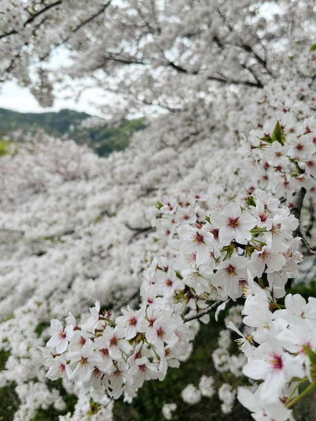 【広島、佐木島】千本桜🌸山いっぱいの美しさ