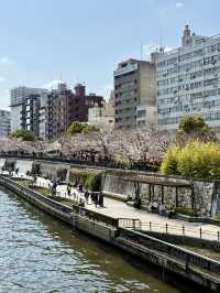 Full Bloom! Spring at Sumida River Walk🌸
