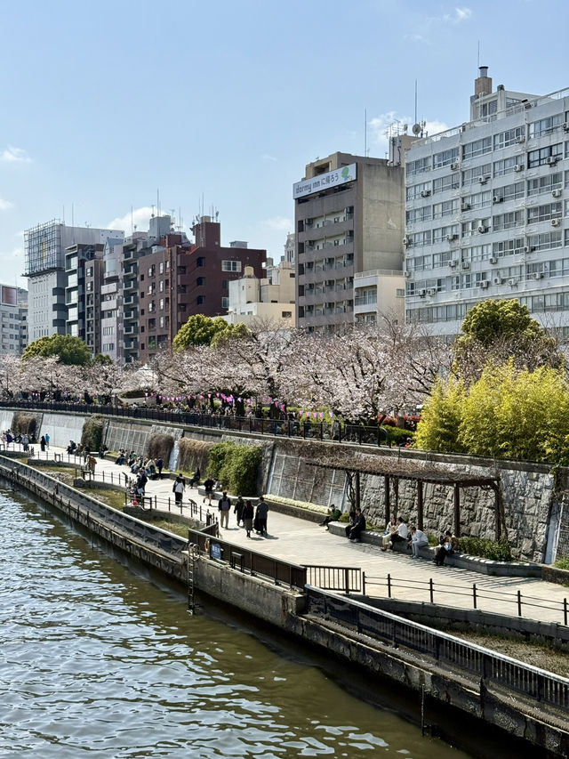 Full Bloom! Spring at Sumida River Walk🌸
