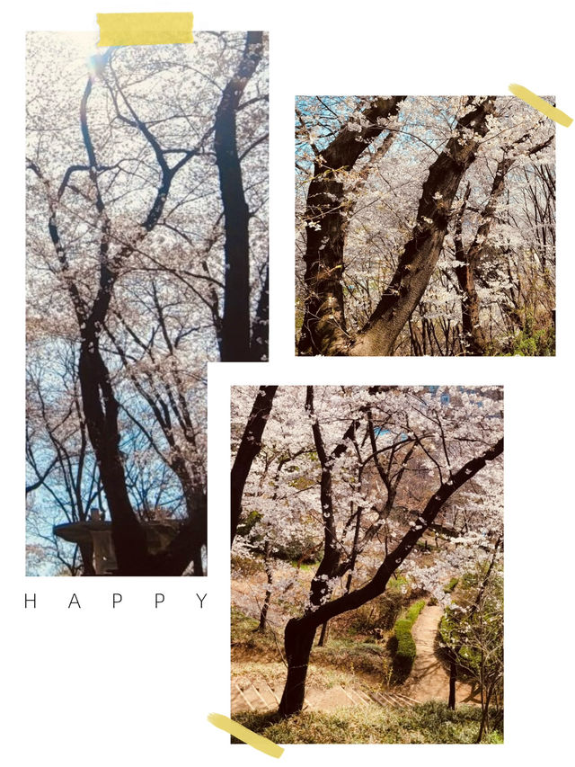 Temi's Gentle Bloom: A Relaxing Spring Escape