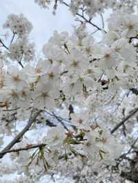 Ueno Park: Tokyo's Ultimate Cherry Blossom Dream