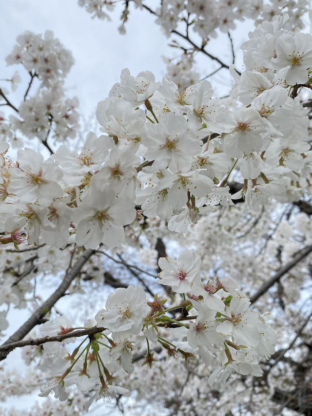 Ueno Park: Tokyo's Ultimate Cherry Blossom Dream
