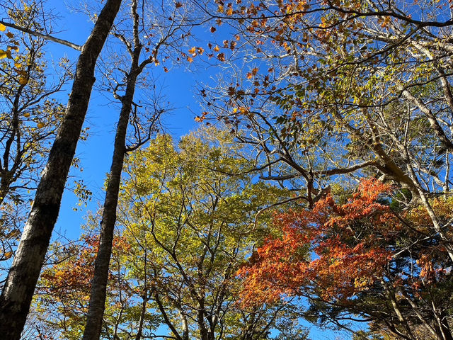 【まるで雲の上の楽園🌄✨「大台ヶ原」で絶景ハイキング！】