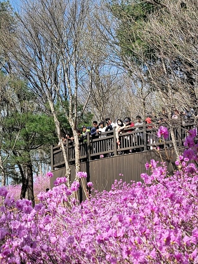 🌸 분홍빛 물결에 빠지다 – 진달래축제