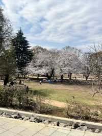 Sakura in grandberry park!!