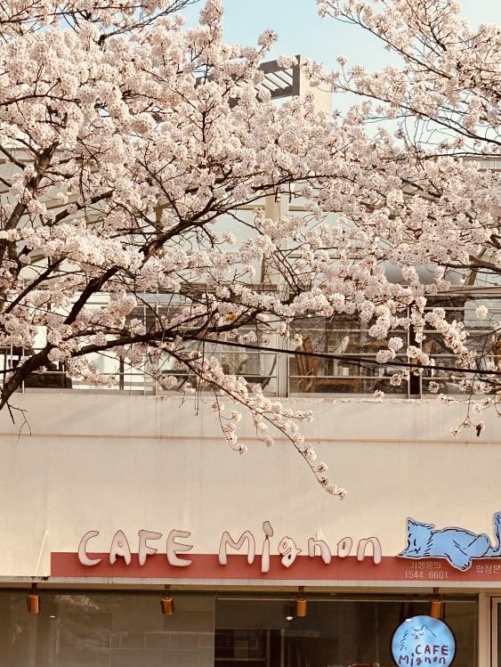 Introducing a Sweet Cherry Blossom Spot: Mignon Coffee's Relaxing Spring Ambiance