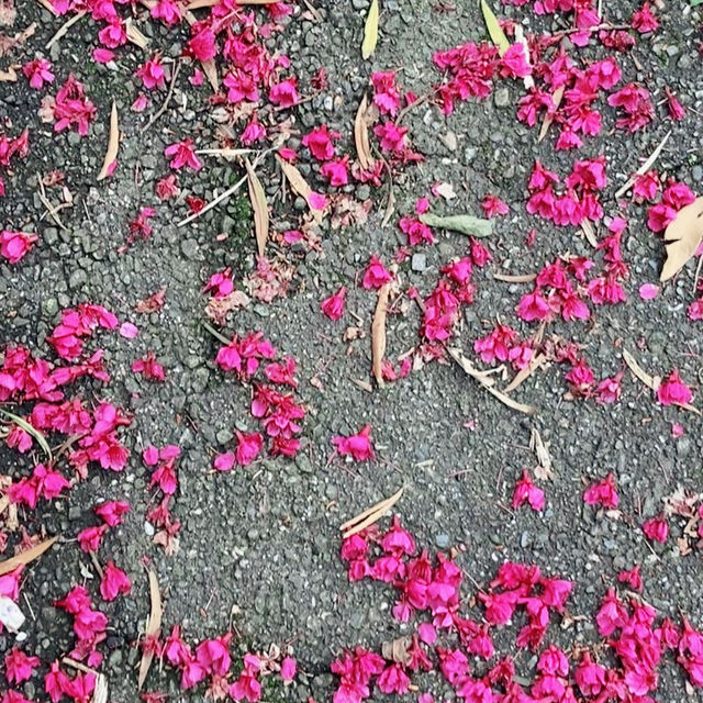 台北貓空春季賞櫻輕縱走推薦