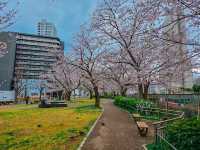 【名古屋】都会のオアシスに咲く桜を満喫できる穴場スポット✨🌸  