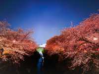 【名古屋】さくら名称100選🌸山崎川の桜並木のライトアップ✨