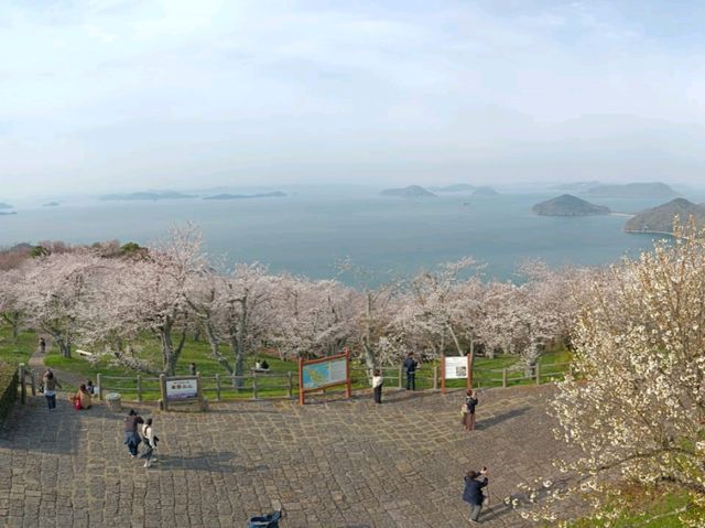 四國賞櫻之旅：紫雲出山頂展望台