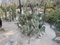  **🌵【廈門必打卡】園林植物園多肉區：闖入奇幻沙漠綠洲，與3000種多肉共舞！🏜️**  
