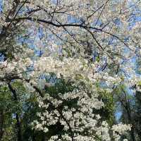 成都公園~ 搶鏡的櫻花