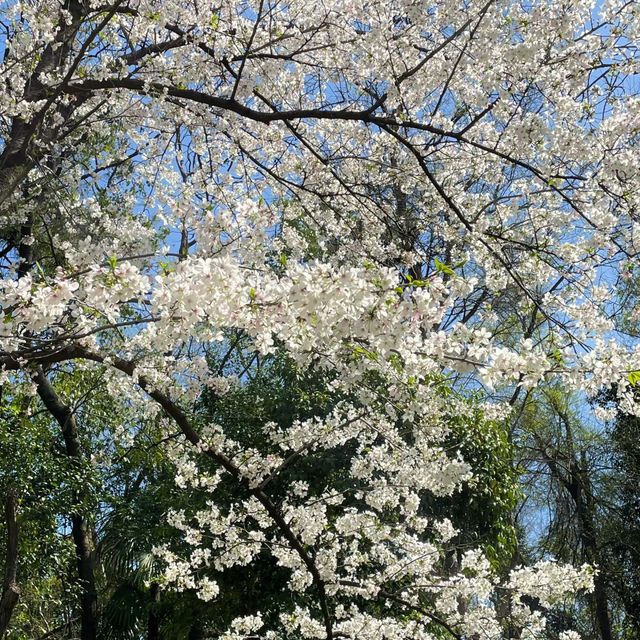 成都公園~ 搶鏡的櫻花